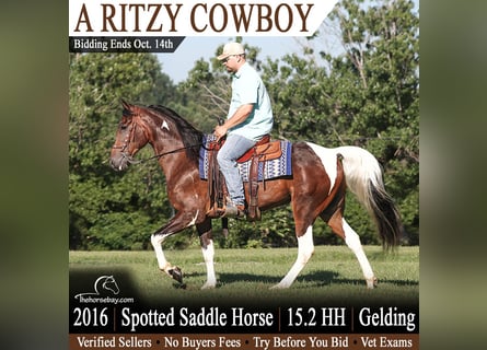 Spotted Saddle Horse, Gelding, 10 years, 15.1 hh, Bay