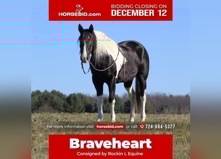Spotted Saddle Horse, Gelding, 10 years, 15.2 hh