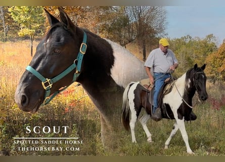 Spotted Saddle Horse, Gelding, 11 years, 14.2 hh, Tobiano-all-colors