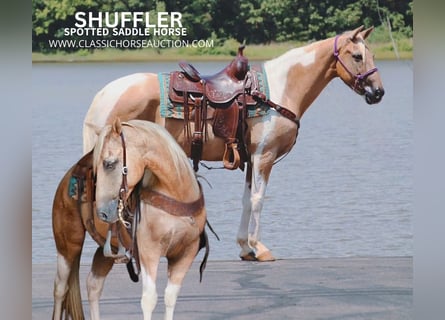 Spotted Saddle Horse, Wallach, 12 Jahre, 14 hh, Palomino