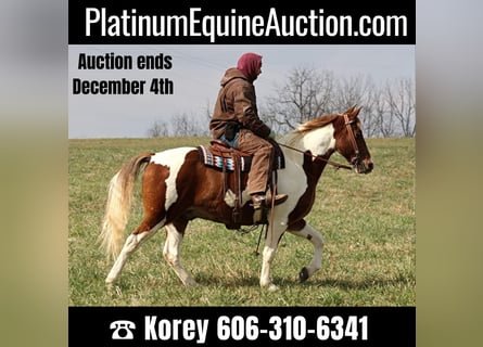 Spotted Saddle Horse, Gelding, 12 years, 15,2 hh, Tobiano-all-colors