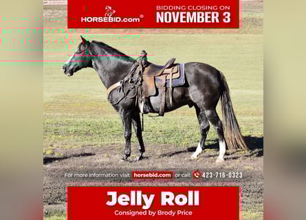 Spotted Saddle Horse, Gelding, 13 years, 15,1 hh, Black