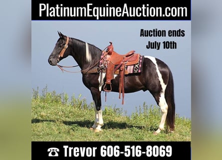 Spotted Saddle Horse, Gelding, 14 years, 15,2 hh, Tobiano-all-colors