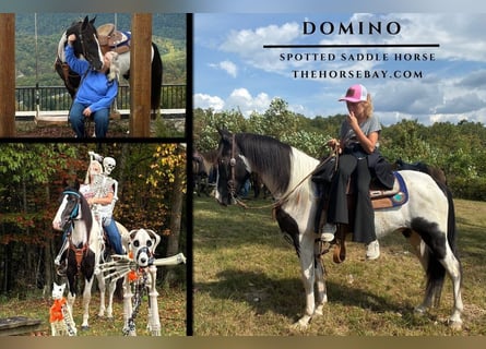 Spotted Saddle Horse, Gelding, 3 years, 14,1 hh, Tobiano-all-colors