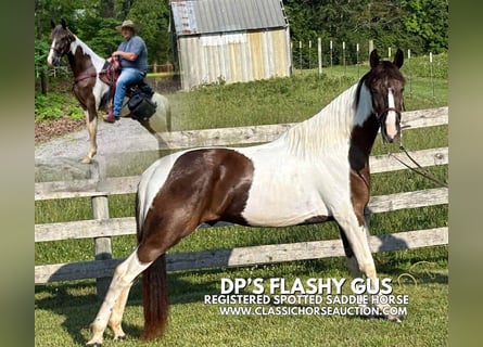 Spotted Saddle Horse, Gelding, 3 years, 15 hh, Tobiano-all-colors