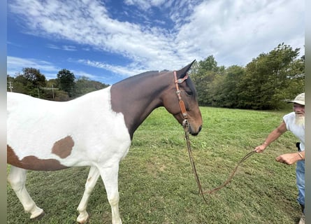 Spotted Saddle Horse, Gelding, 6 years, 15 hh, Tobiano-all-colors