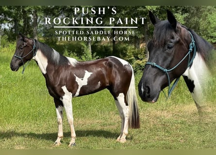 Spotted Saddle Horse, Gelding, 6 years, 15,3 hh, Tobiano-all-colors