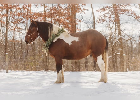 Spotted Saddle Horse, Gelding, 6 years, 17 hh, Tobiano-all-colors