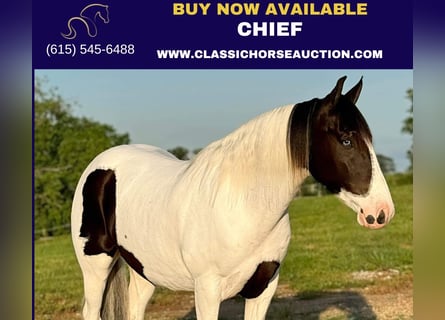 Spotted Saddle Horse, Gelding, 7 years, 15 hh, Tobiano-all-colors