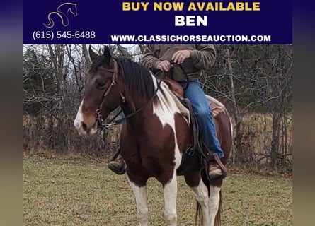 Spotted Saddle Horse, Gelding, 9 years, 15 hh, Bay