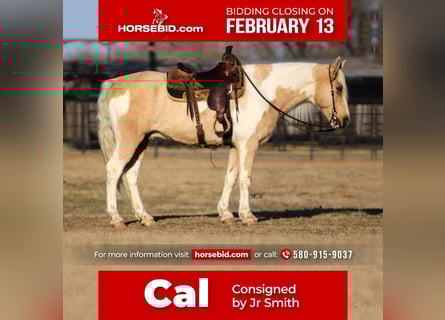 Spotted Saddle Horse, Gelding, 9 years