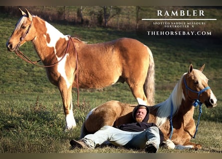Spotted Saddle Horse Croisé, Hongre, 12 Ans, 152 cm, Palomino