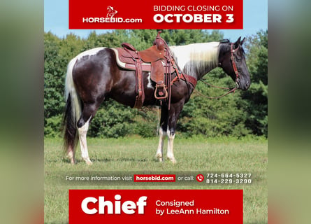 Spotted Saddle Horse, Hongre, 13 Ans, 152 cm