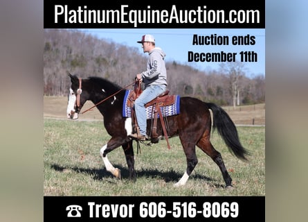 Spotted Saddle Horse, Hongre, 14 Ans, Overo-toutes couleurs