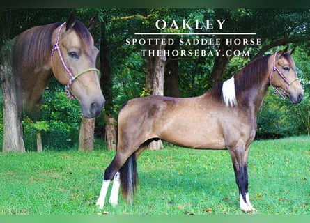 Spotted Saddle Horse, Hongre, 7 Ans, 152 cm