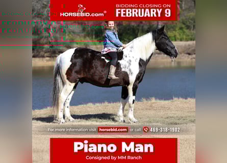 Spotted Saddle Horse, Hongre, 8 Ans, 147 cm, Pinto