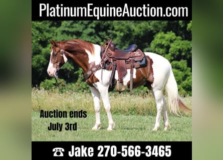 Spotted Saddle Horse, Hongre, 8 Ans, 147 cm, Tobiano-toutes couleurs