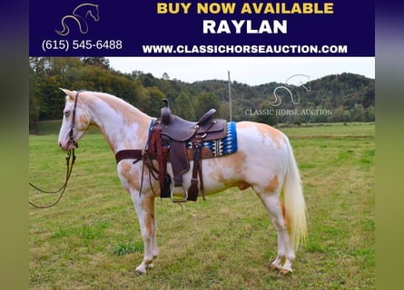 Spotted Saddle Horse, Hongre, 9 Ans, 152 cm, Palomino