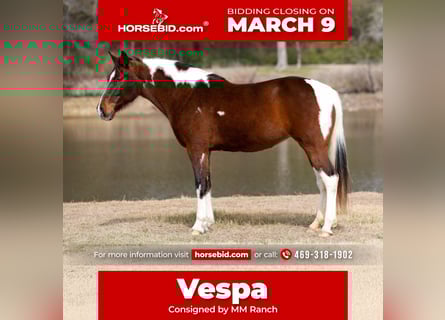 Spotted Saddle Horse, Jument, 12 Ans, 157 cm, Pinto