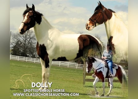 Spotted Saddle Horse, Jument, 5 Ans, 152 cm, Bai cerise