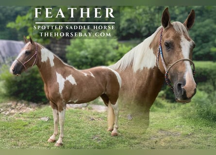 Spotted Saddle Horse, Klacz, 12 lat, 147 cm, Izabelowata