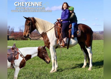 Spotted Saddle Horse, Klacz, 13 lat, 152 cm, Tobiano wszelkich maści