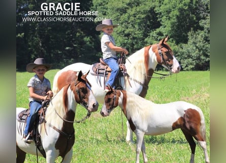 Spotted Saddle Horse, Klacz, 7 lat, 132 cm, Cisawa