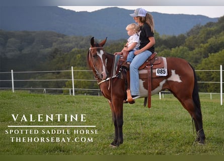 Spotted Saddle Horse, Klacz, 8 lat, 152 cm, Gniada