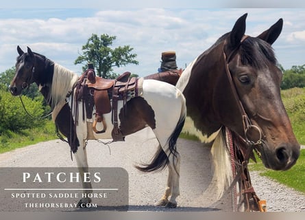 Spotted Saddle Horse, Mare, 6 years, 15.1 hh, Bay