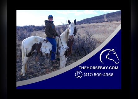 Spotted Saddle Horse, Merrie, 10 Jaar, 152 cm, Tobiano-alle-kleuren