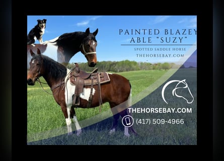 Spotted Saddle Horse, Merrie, 10 Jaar, 160 cm, Tobiano-alle-kleuren