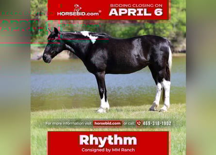 Spotted Saddle Horse, Merrie, 14 Jaar, 152 cm, Gevlekt-paard