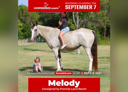 Spotted Saddle Horse, Merrie, 14 Jaar, Buckskin