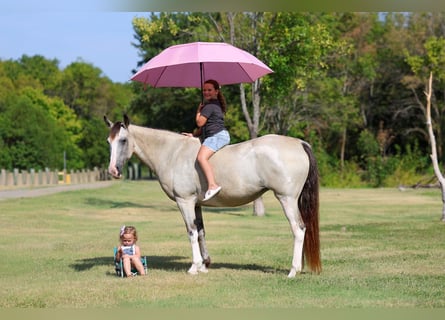 Spotted Saddle Horse, Merrie, 16 Jaar, Tobiano-alle-kleuren