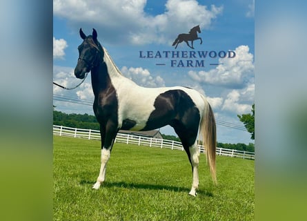 Spotted Saddle Horse, Ogier, 2 lat, 152 cm, Tobiano wszelkich maści