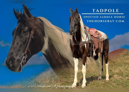 Spotted Saddle Horse, Ruin, 10 Jaar, 160 cm, Tobiano-alle-kleuren