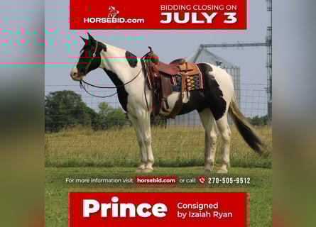 Spotted Saddle Horse, Ruin, 11 Jaar