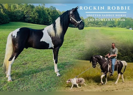 Spotted Saddle Horse, Ruin, 3 Jaar, 150 cm, Tobiano-alle-kleuren