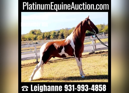 Spotted Saddle Horse, Ruin, 4 Jaar, Tobiano-alle-kleuren