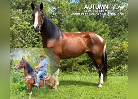 Spotted Saddle Horse, Ruin, 9 Jaar, 152 cm, Roodbruin