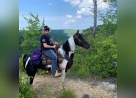 Spotted Saddle Horse, Stallion, 9 years, 15 hh, Tobiano-all-colors