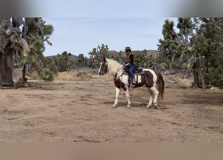 Spotted Saddle Horse, Stute, 9 Jahre, 163 cm, Tobiano-alle-Farben