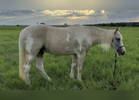 Spotted Saddle Horse, Wałach, 16 lat, 152 cm, Srokata