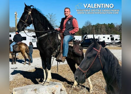 Spotted Saddle Horse, Wałach, 4 lat, 152 cm, Tobiano wszelkich maści