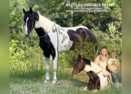 Spotted Saddle Horse, Wałach, 5 lat, 152 cm, Tobiano wszelkich maści