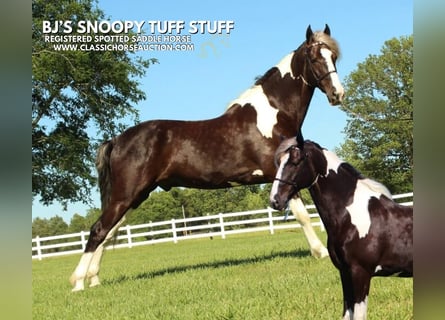 Spotted Saddle Horse, Wałach, 7 lat, 152 cm, Tobiano wszelkich maści