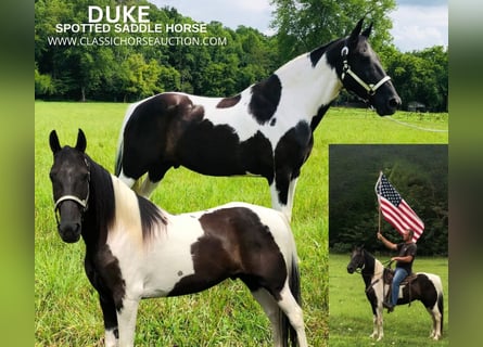 Spotted Saddle Horse, Wałach, 14 lat, 152 cm, Tobiano wszelkich maści