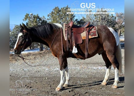 Spotted Saddle Horse, Wałach, 7 lat, 163 cm, Gniada