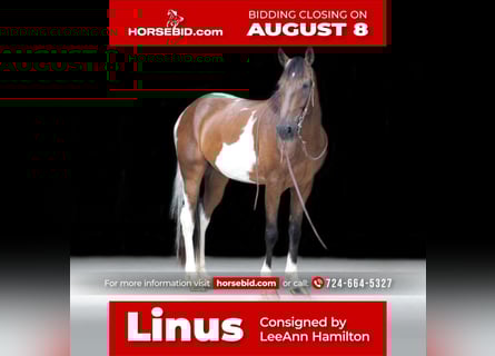 Spotted Saddle Horse, Wałach, 7 lat