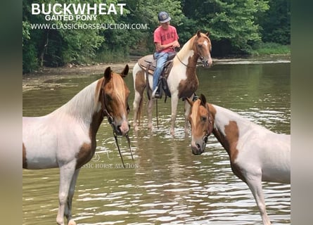 Spotted Saddle Horse, Wałach, 8 lat, 132 cm, Cisawa